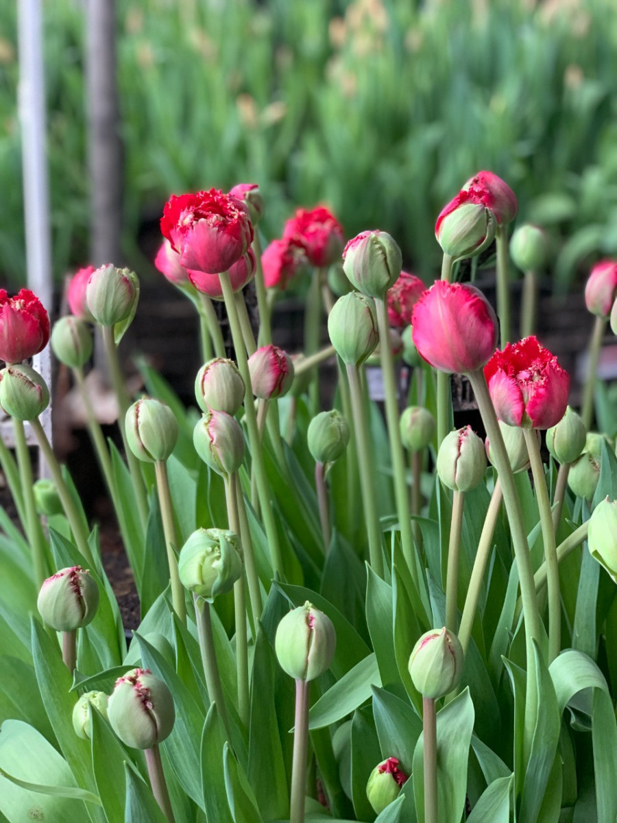 Tyulpany-iz-teplic-v-Nizhnem-Novgorode